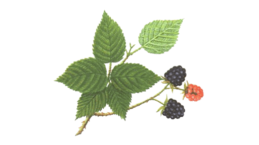 red-raspberry-leaf